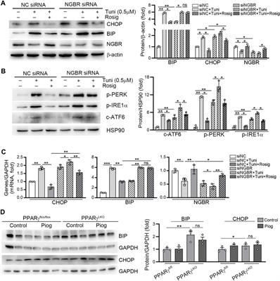 Peroxisome Proliferator-Activated Receptor-Gamma Reduces ER Stress and Inflammation via Targeting NGBR Expression